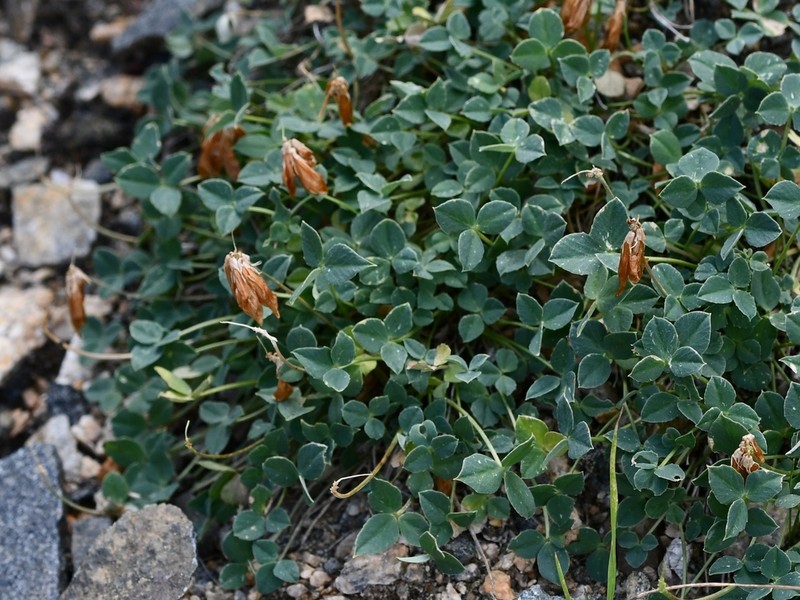 Hayden's Clover photo 8