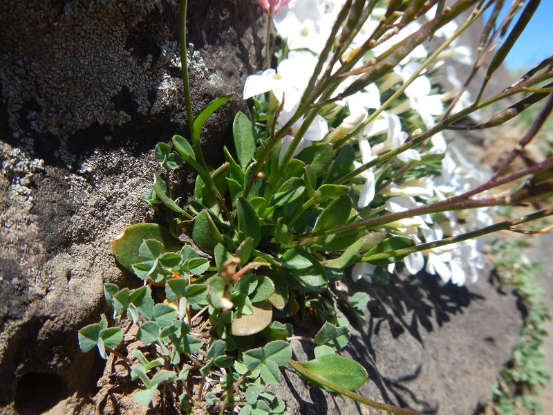 Hayden's Clover photo 2