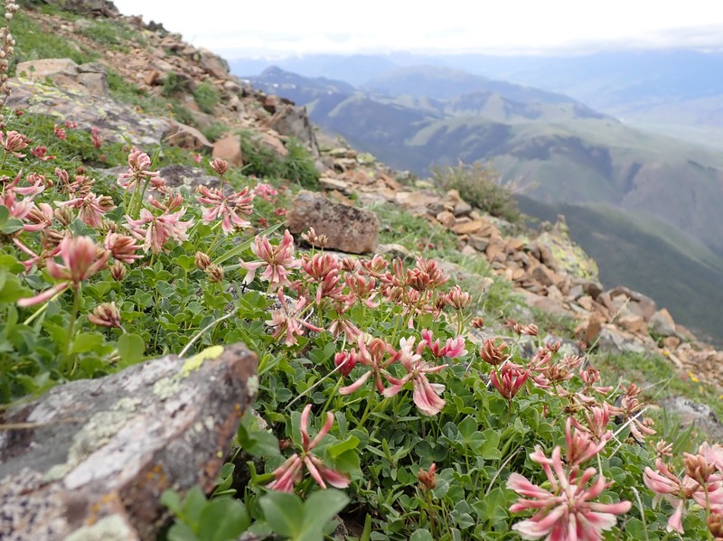 Hayden's Clover photo 5