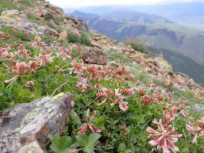 Hayden's Clover photo 6
