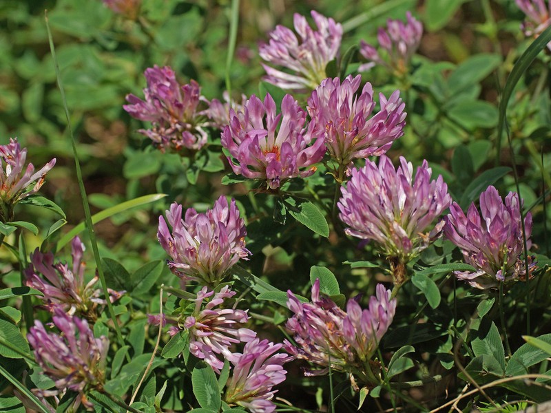 Heldreich's Clover