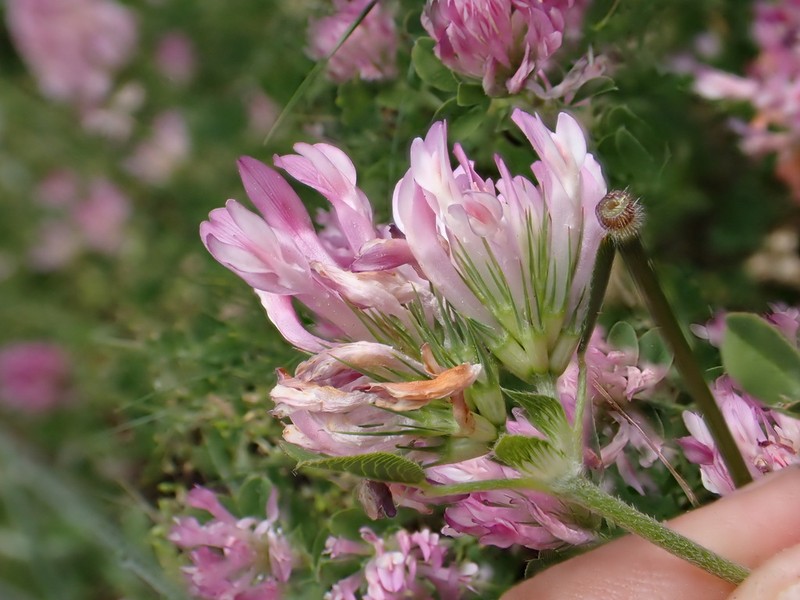 Heldreich's Clover photo 2