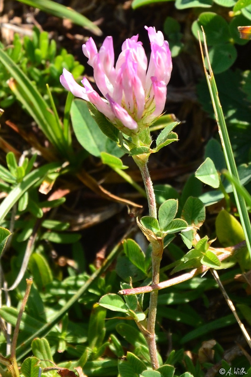Heldreich's Clover photo 3