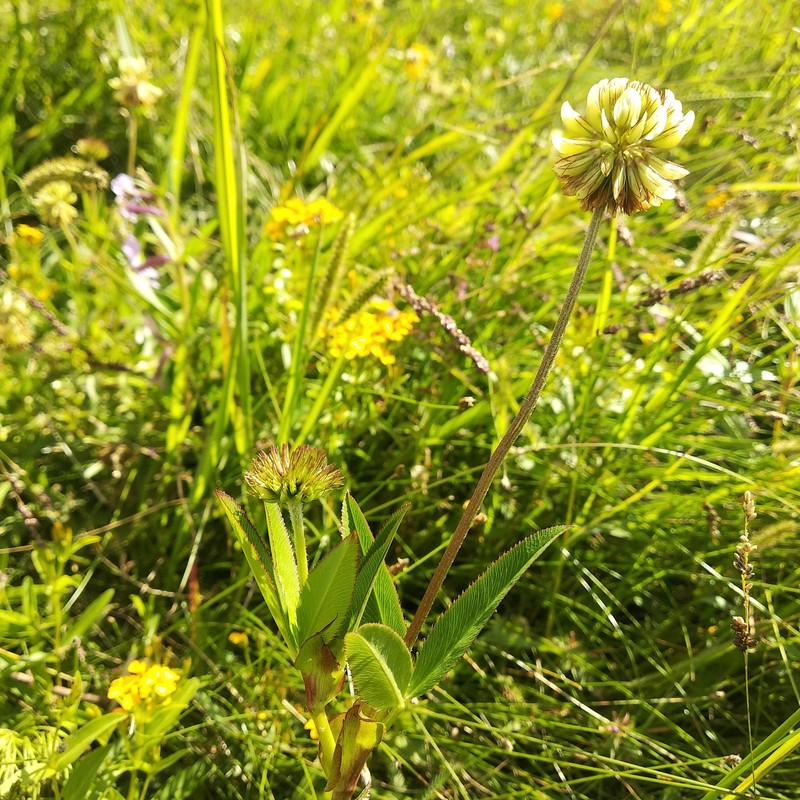 Trifolium hickeyi photo 2