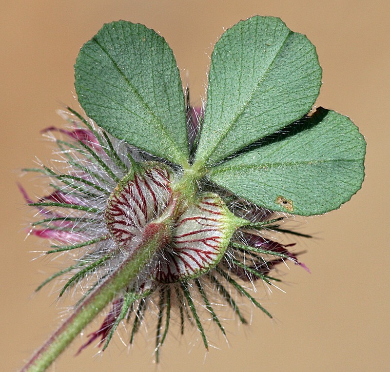 Rose Clover photo 2