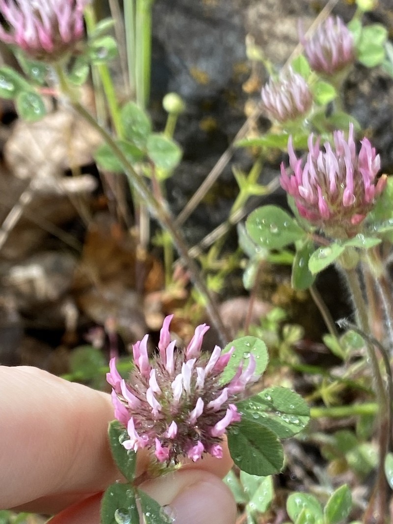 Rose Clover photo 3