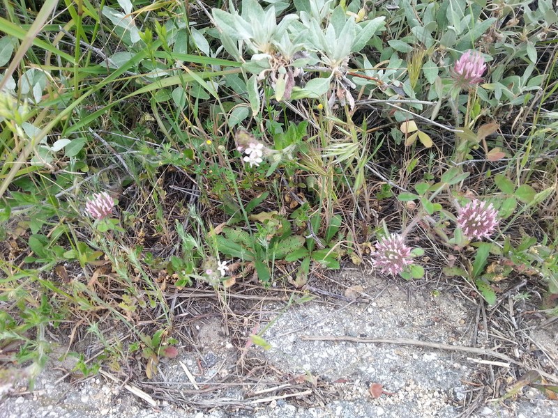 Rose Clover photo 4