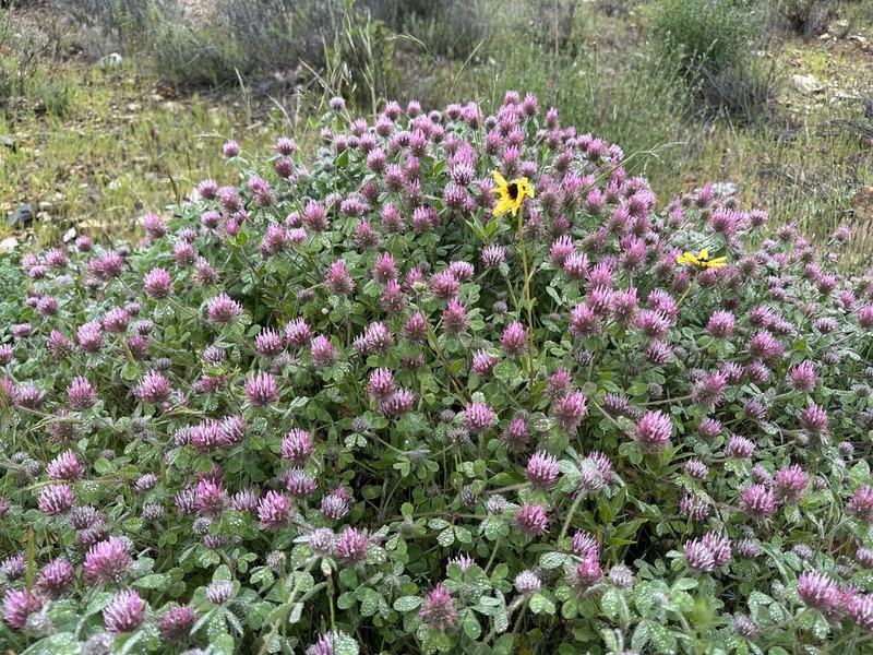Rose Clover photo 5