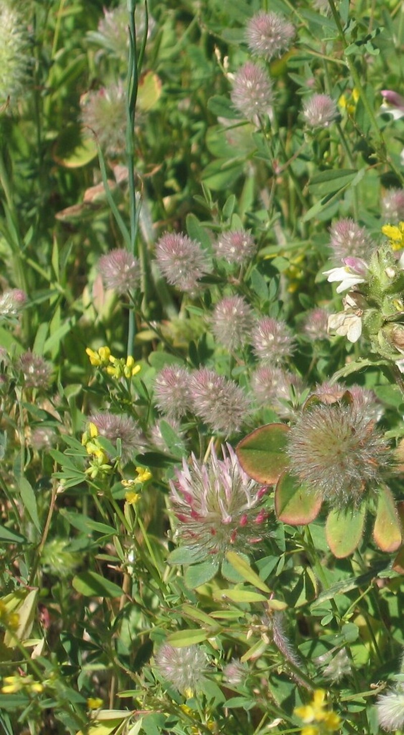 Rose Clover photo 6