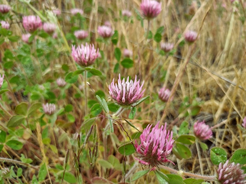 Rose Clover photo 7