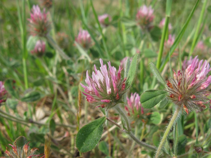 Rose Clover photo 5