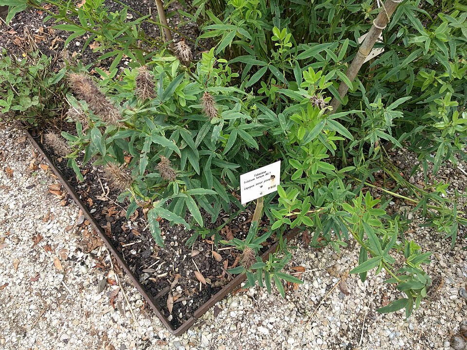 Rose Clover photo 6