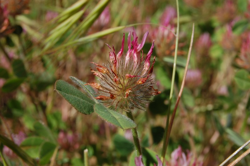 Rose Clover photo 2