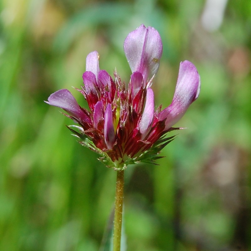 Rose Clover photo 3