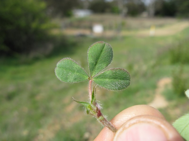 Rose Clover photo 4