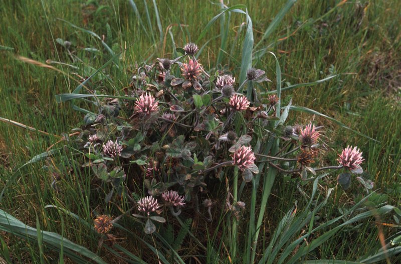 Rose Clover photo 7