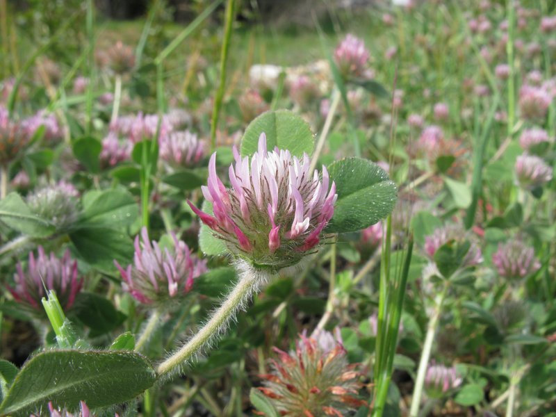Rose Clover photo 8