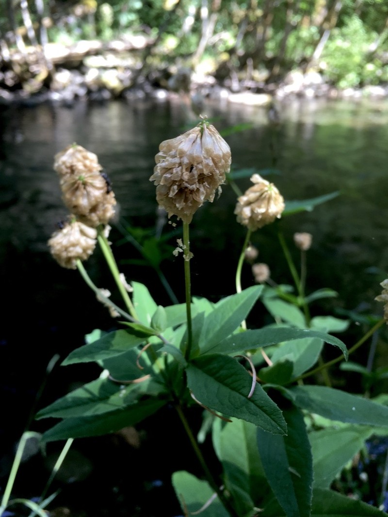 Canyon Clover photo 2