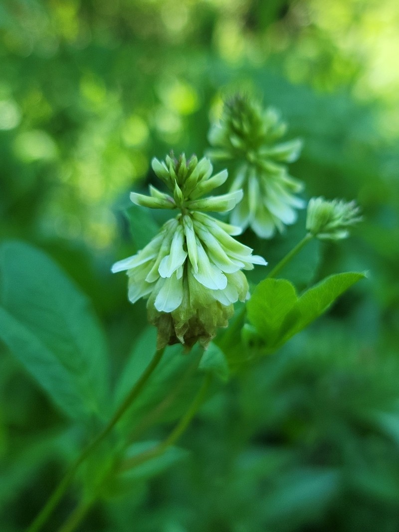 Canyon Clover photo 3