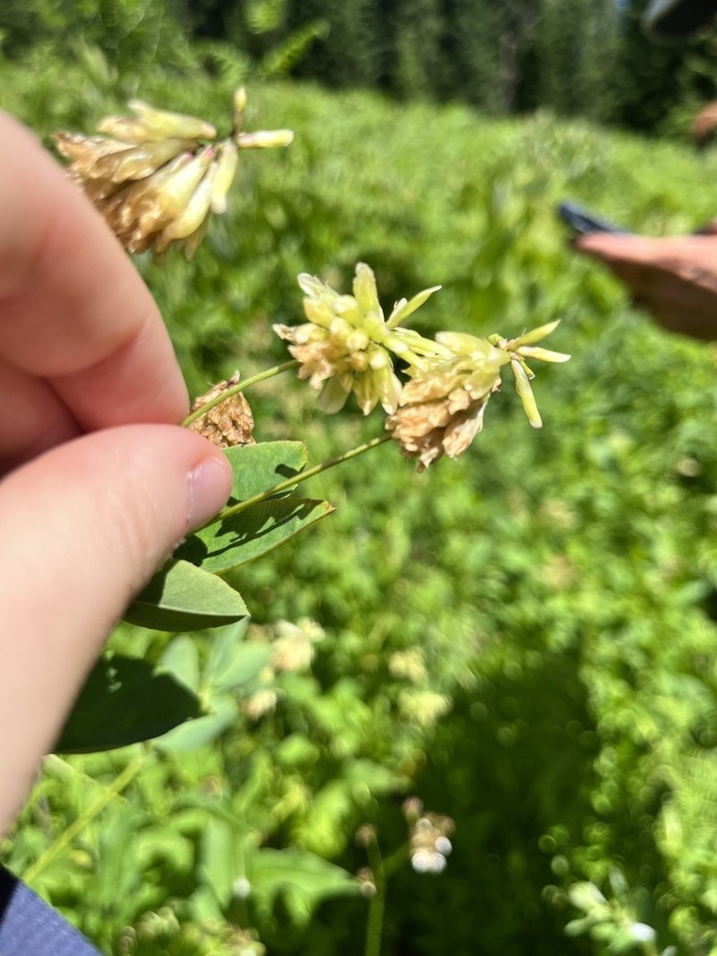 Canyon Clover photo 4