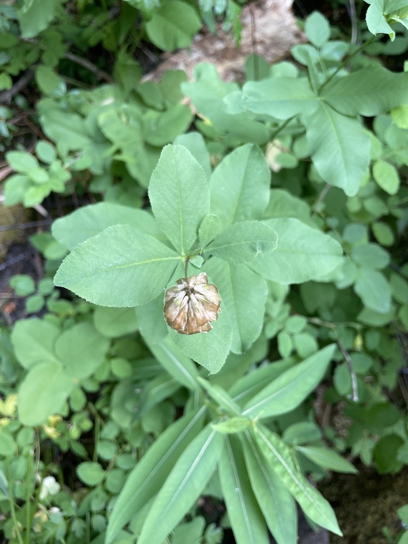 Canyon Clover photo 5