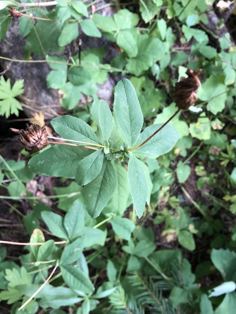 Canyon Clover photo 6