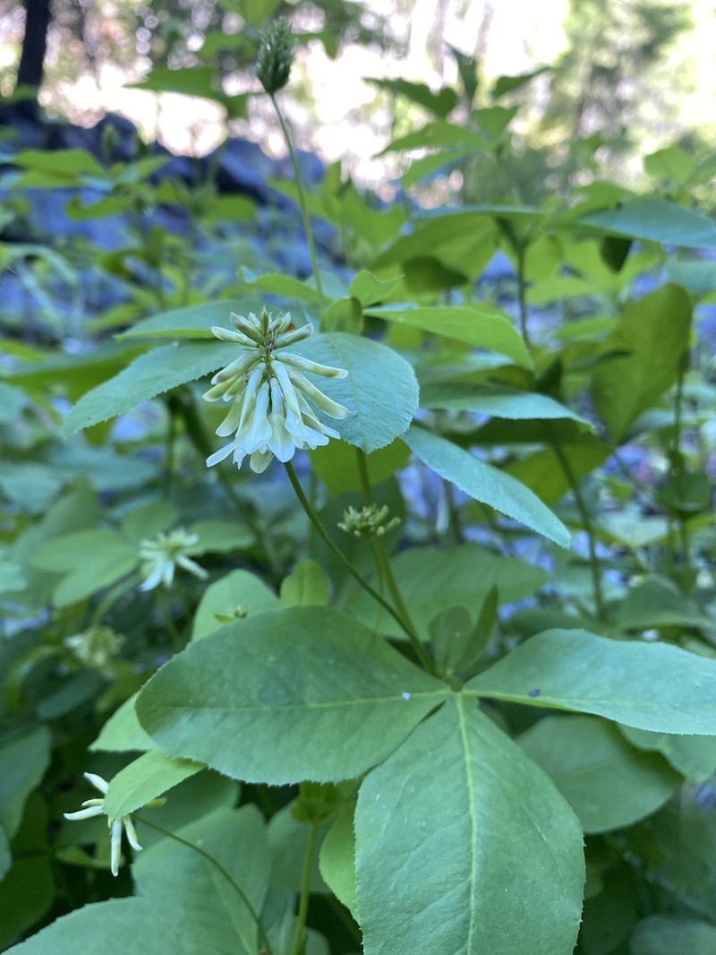 Canyon Clover photo 7