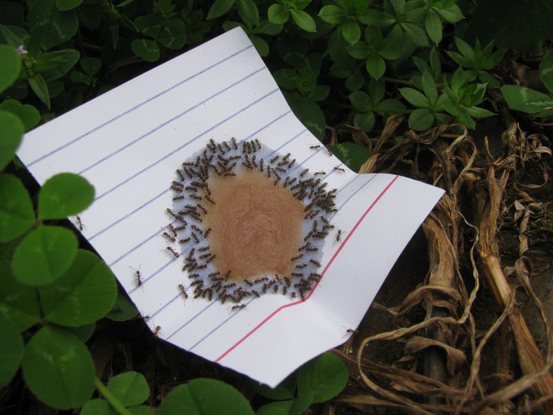 Trifolium humile
