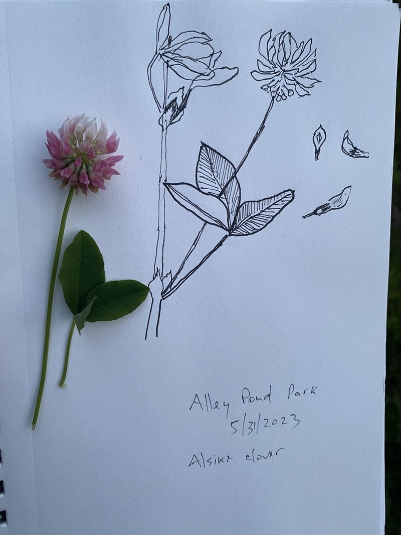 Alsike Clover photo 4