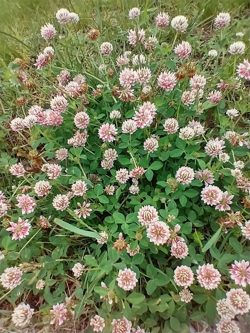 Alsike Clover photo 5