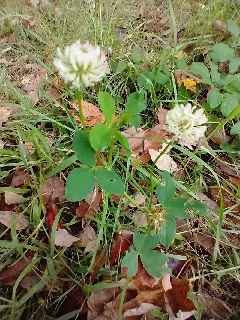 Alsike Clover photo 6
