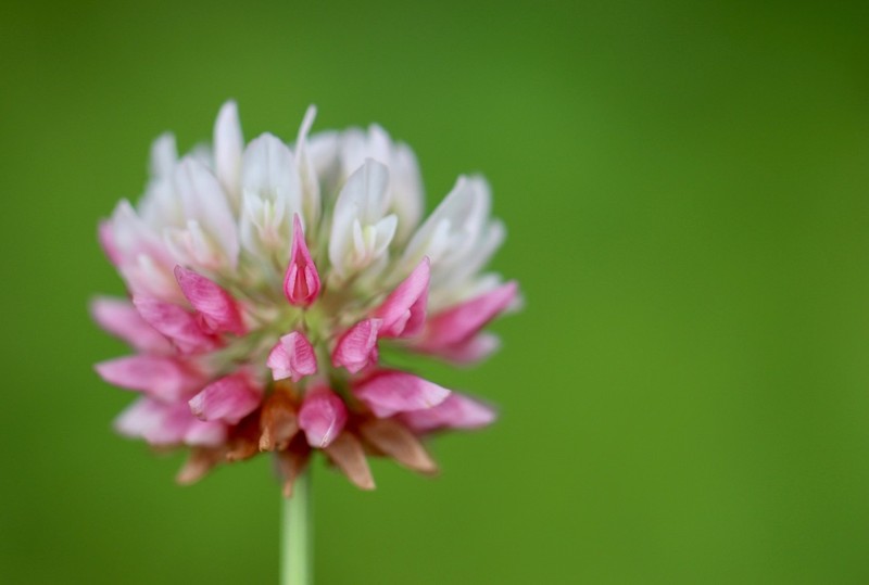 Alsike Clover photo 7