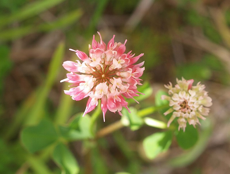 Alsike Clover photo 8
