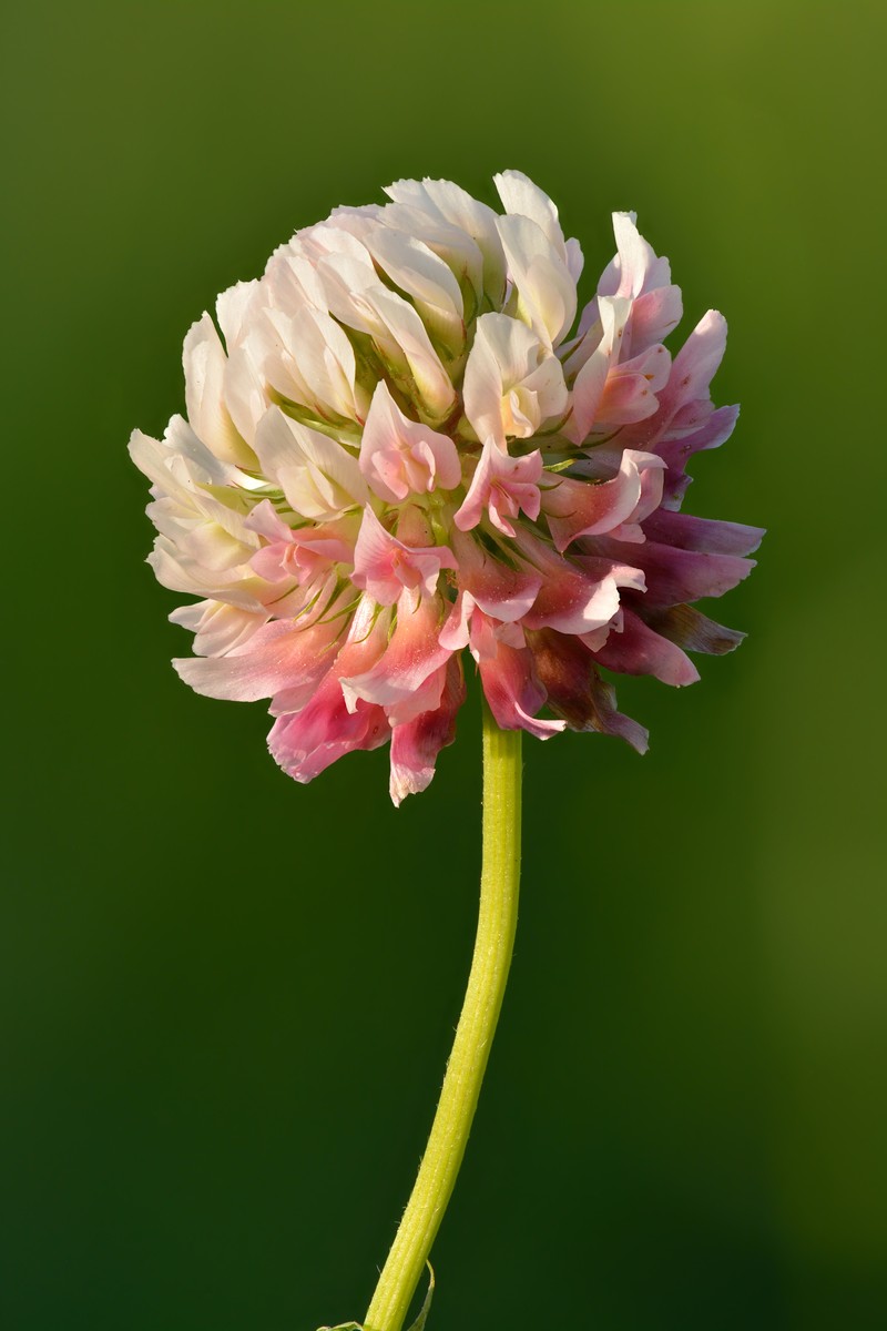 Alsike Clover