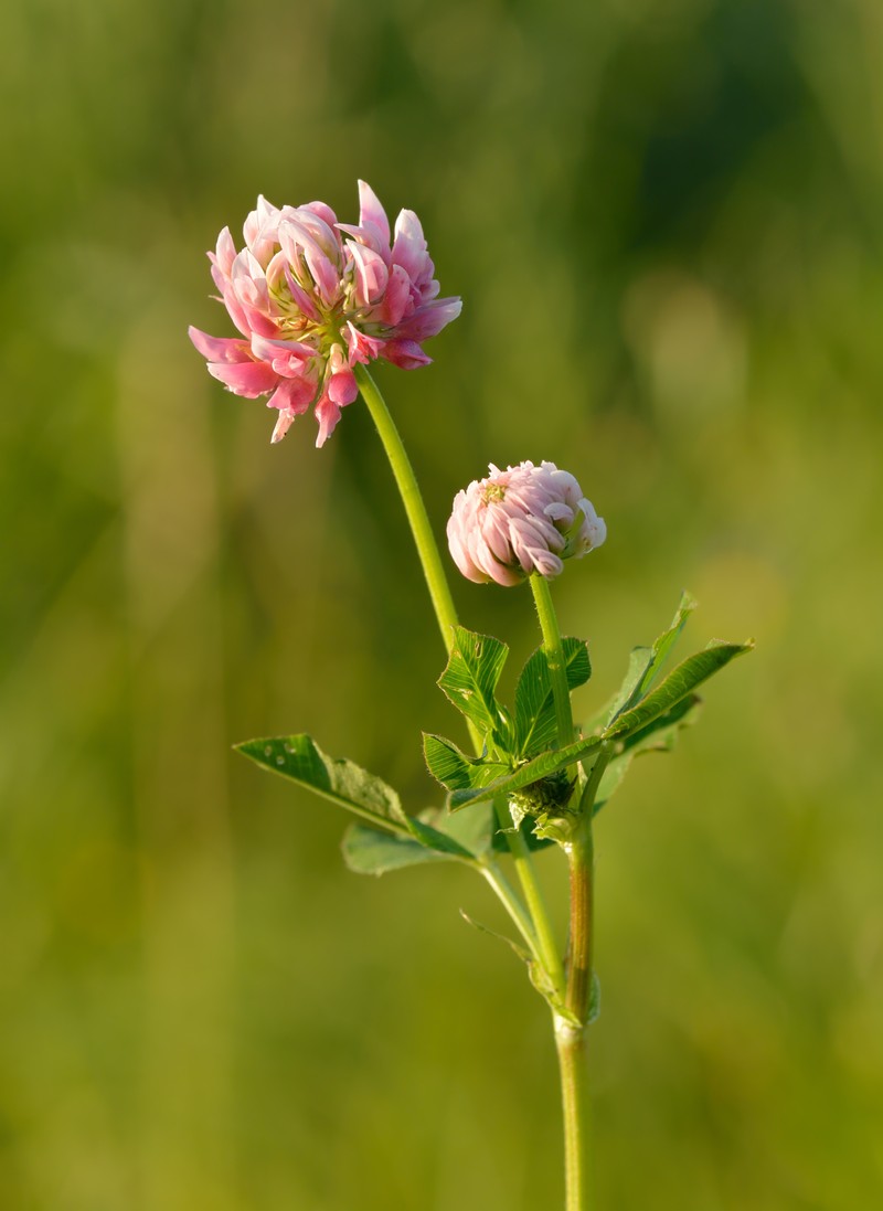 Alsike Clover photo 2