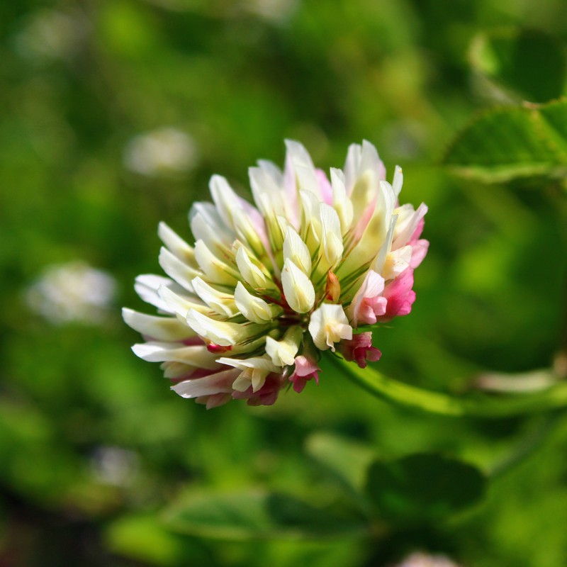 Alsike Clover photo 3