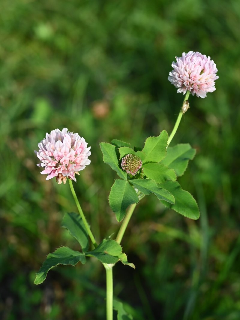 Alsike Clover photo 4