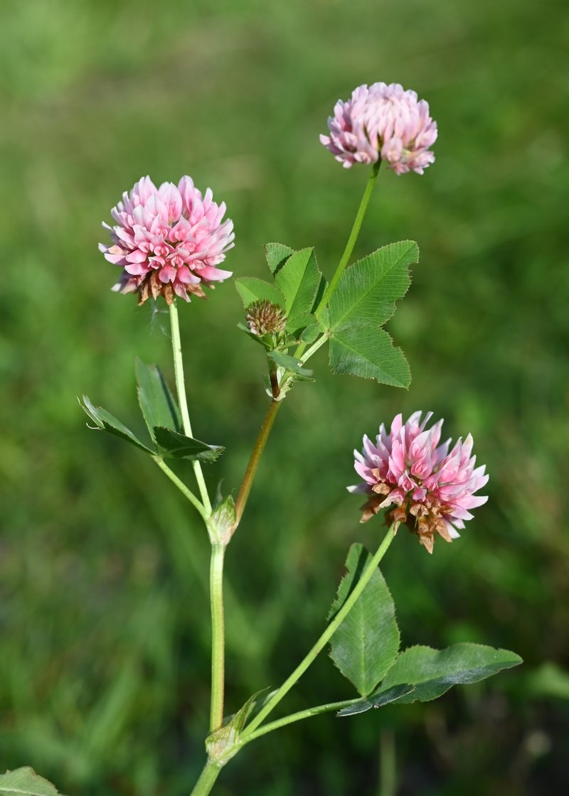 Alsike Clover photo 5