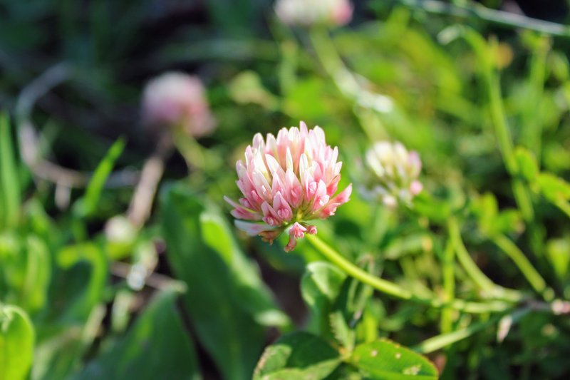 Alsike Clover photo 6