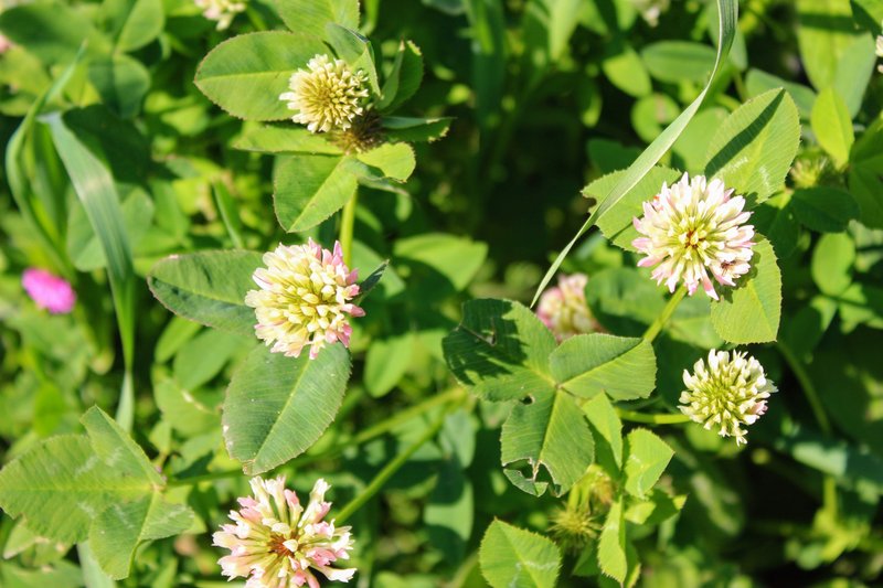 Alsike Clover photo 7