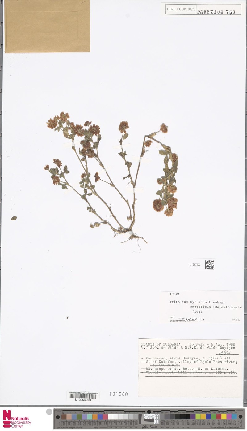 Trifolium hybridum subsp. anatolicum