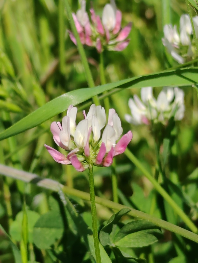 Trifolium hybridum subsp. elegans
