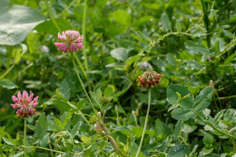 Trifolium hybridum subsp. elegans photo 2