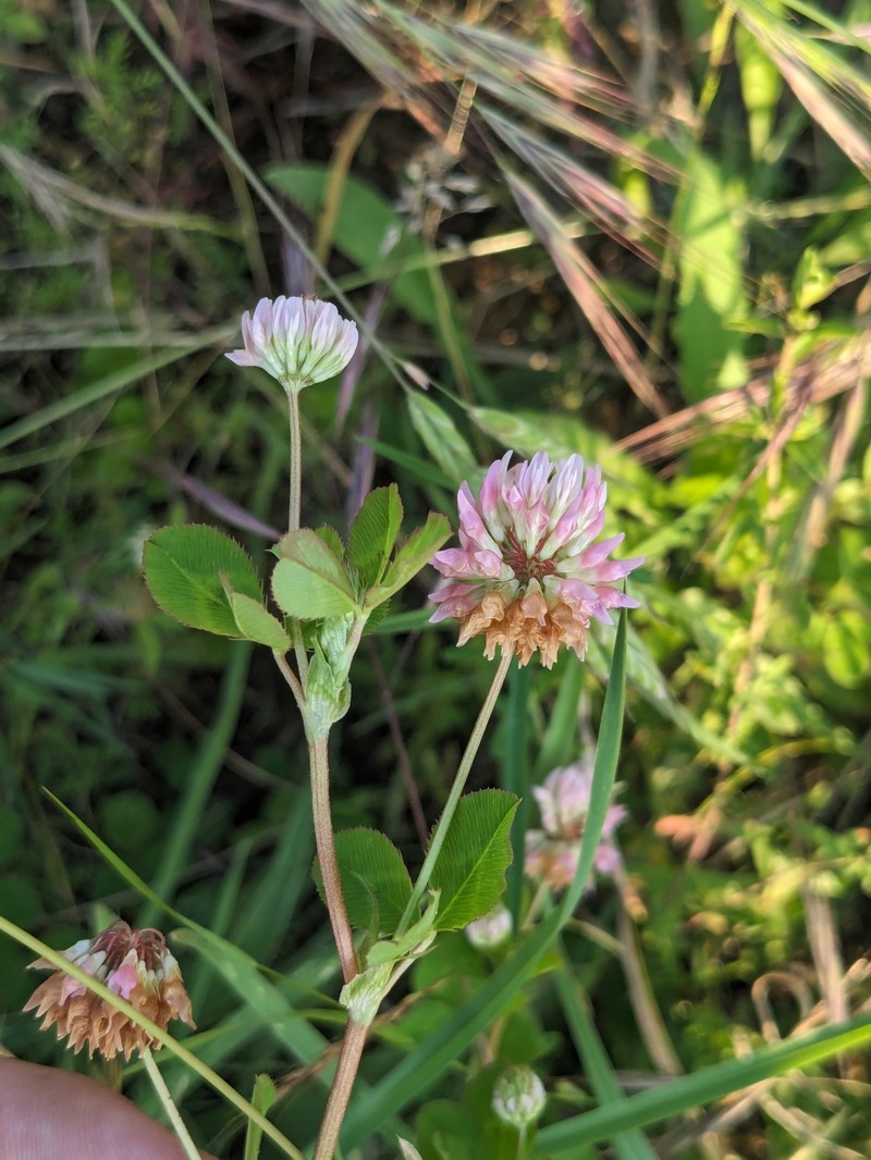 Trifolium hybridum subsp. elegans photo 3