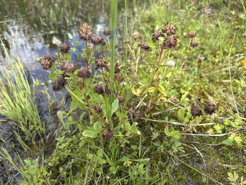 Trifolium hybridum subsp. elegans photo 4