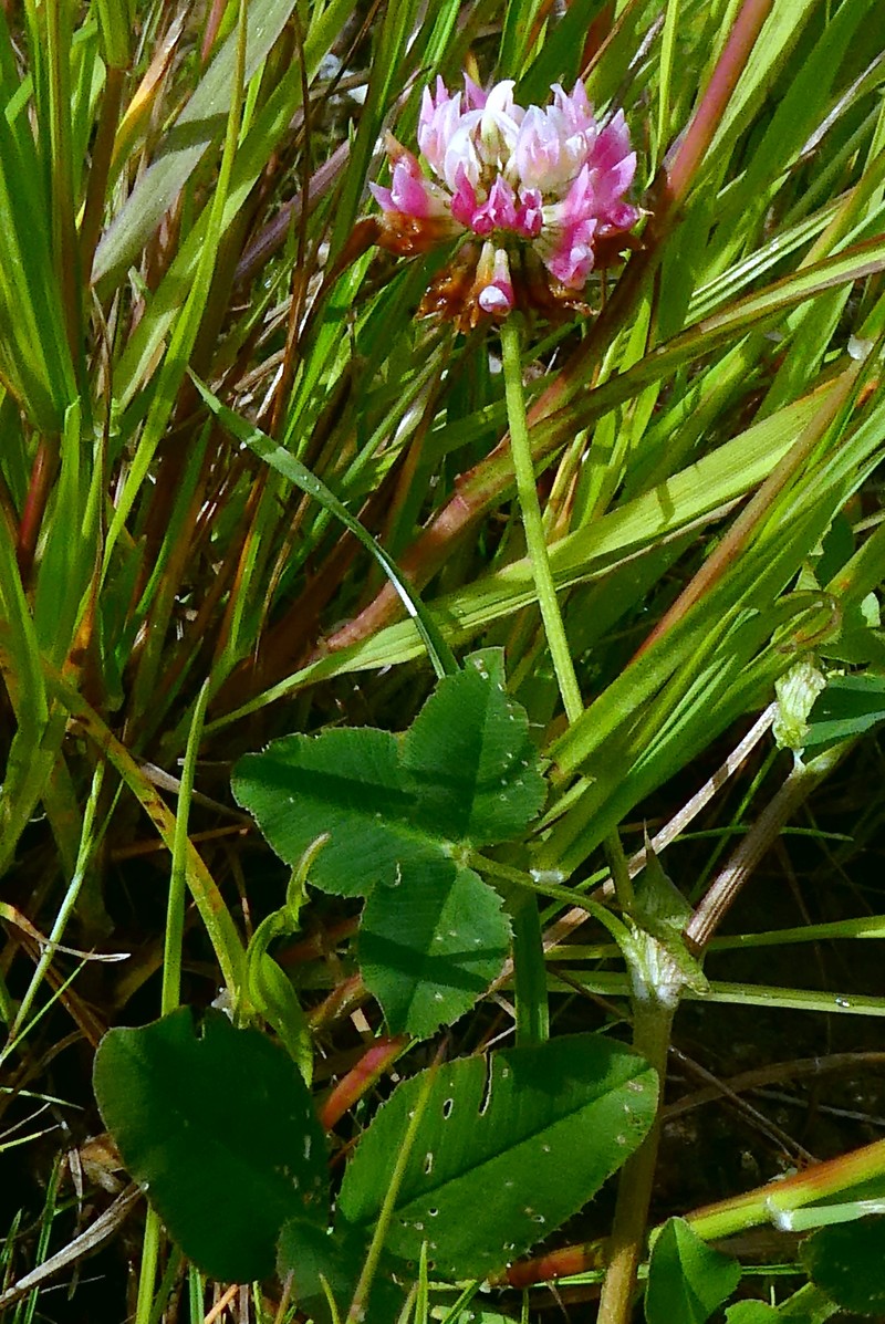 Trifolium hybridum subsp. hybridum