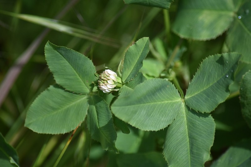 Trifolium hybridum subsp. hybridum photo 2
