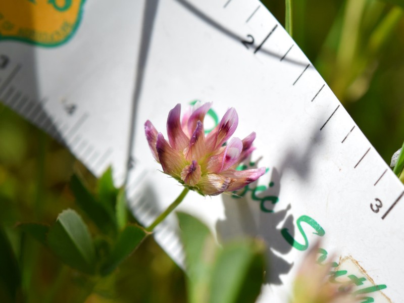 Trifolium hydrophilum