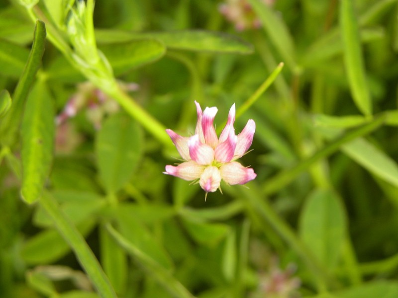 Trifolium hydrophilum photo 2