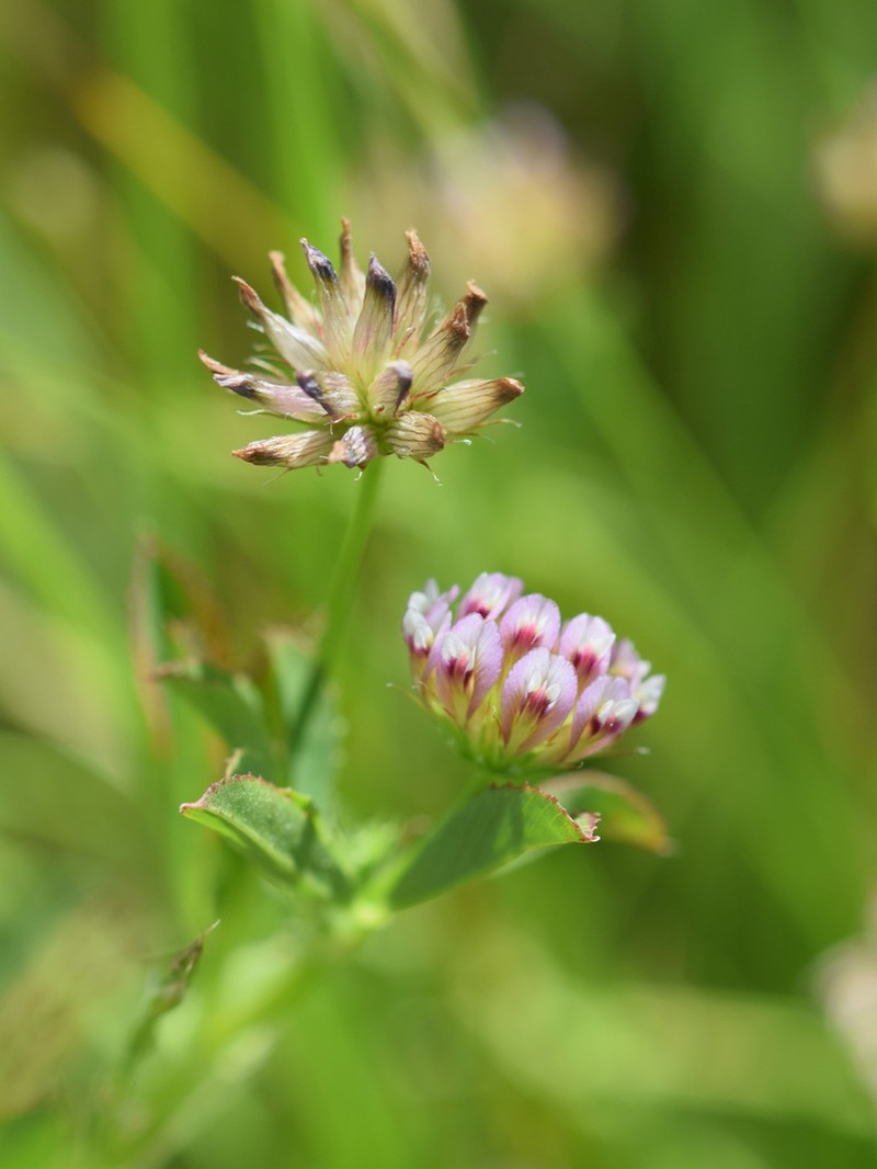 Trifolium hydrophilum photo 3